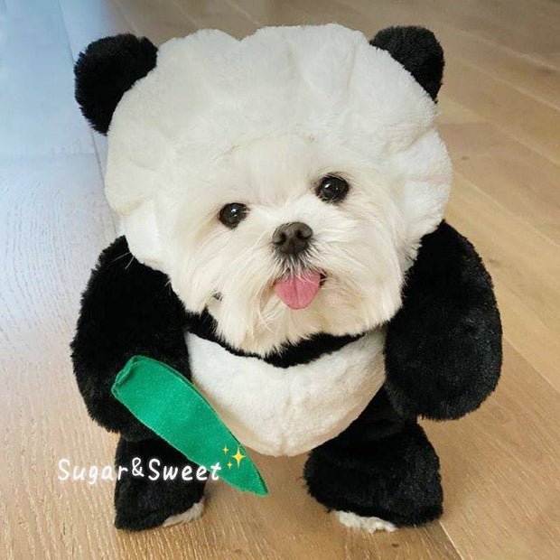 Funny cat costume featuring rabbit ears, carrot toy, and leash