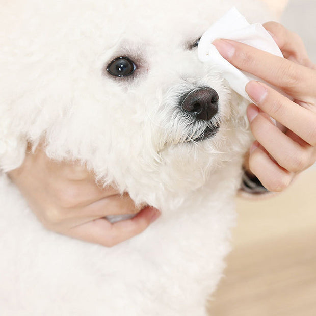 deodorant pet wipes gently cleaning a dog's face
