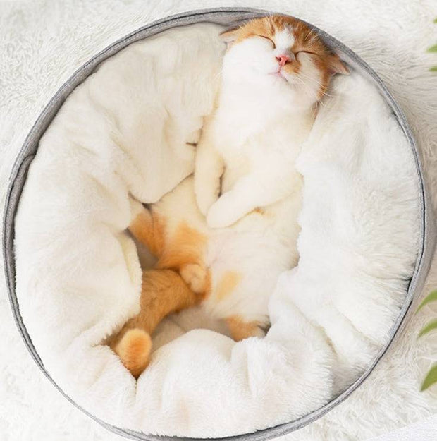Supportive pet bed placed in living room corner

