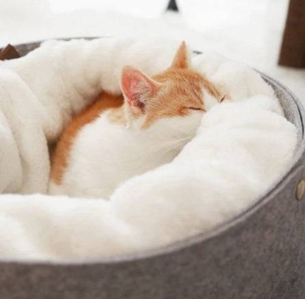 Cat curled up in a plush pet bed

