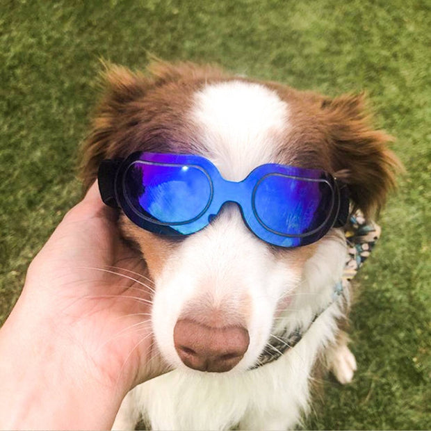 Colorful Pet Sunglasses – Fun and Stylish Glasses for Dogs & Cats