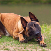 Durable Dog Chew Toy – Food-Grade Tooth Cleaner for Medium & Large Dogs
