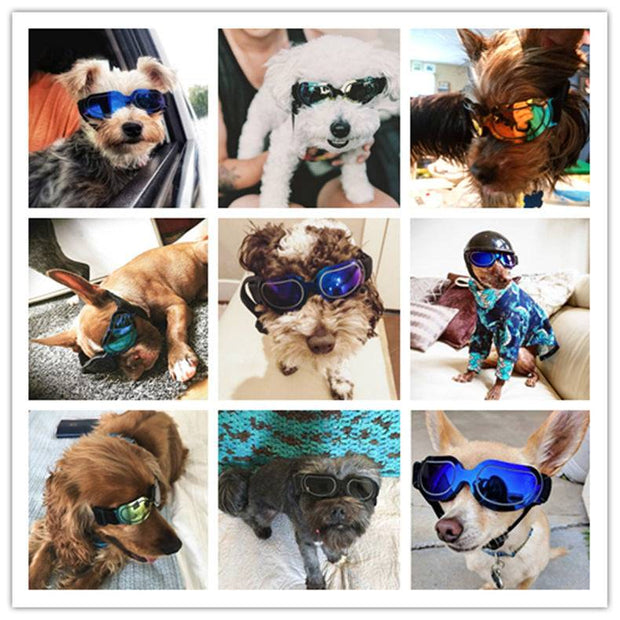 Colorful Pet Sunglasses – Fun and Stylish Glasses for Dogs & Cats