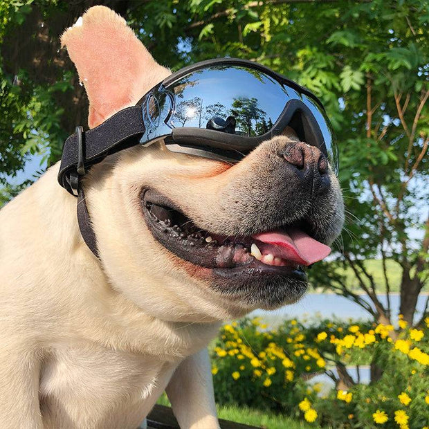Colorful Pet Sunglasses – Fun & Stylish Glasses for Dogs and Cats
